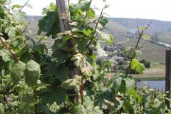 Mosel047