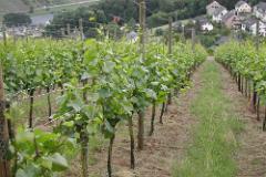 Mosel331