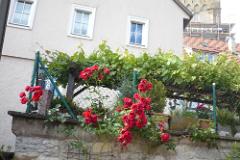 2016 Neckarsteig 00655