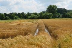 2016 Neckarsteig 00985