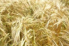 2016 Neckarsteig 00995