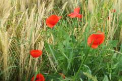 2016 Neckarsteig 01095