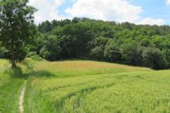 2016 Neckarsteig 01445