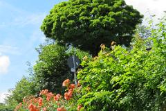 2016 Neckarsteig 01635