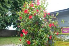 2016 Neckarsteig 01755