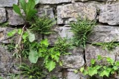 2016 Neckarsteig 01955