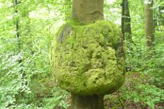 2016 Neckarsteig 02335