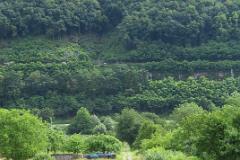 2016 Neckarsteig 03005