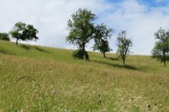 2016 Neckarsteig 03055