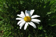 2016 Neckarsteig 03305