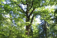 2016 Neckarsteig 03685