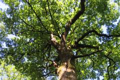 2016 Neckarsteig 03695