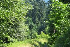 2016 Neckarsteig 03725