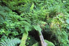 2016 Neckarsteig 03755