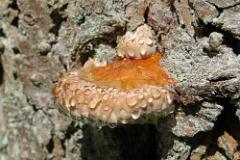 2016 Neckarsteig 03765