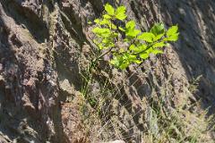 2016 Neckarsteig 03905