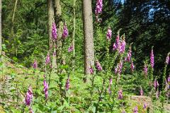 2016 Neckarsteig 03975